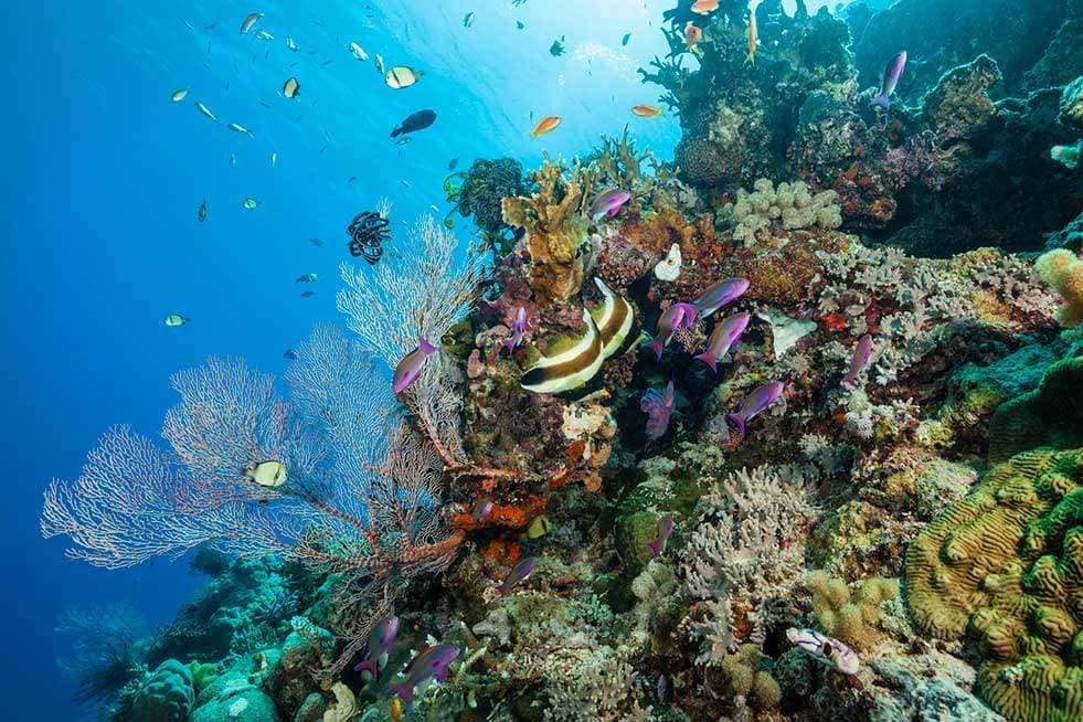 Place Great Barrier Reef