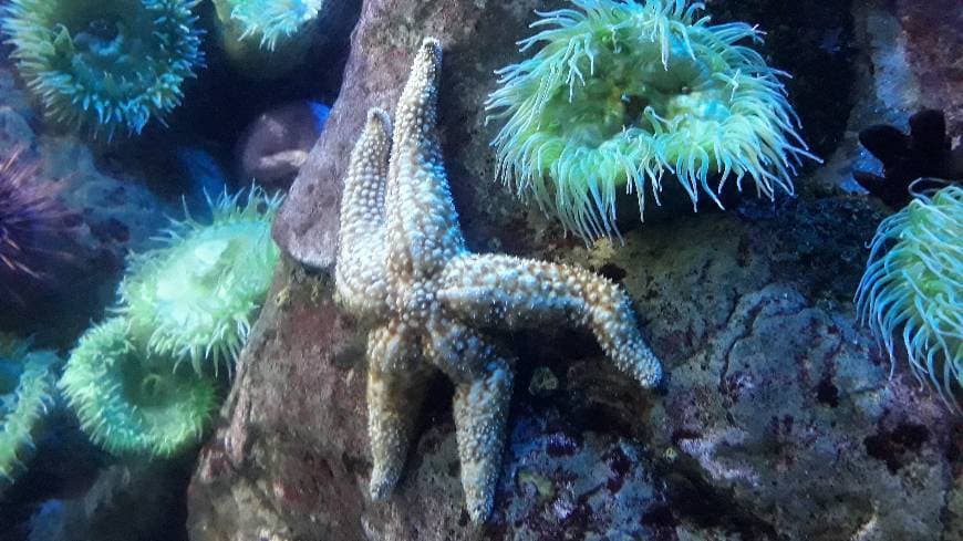 Lugar Oceanario de Lisboa