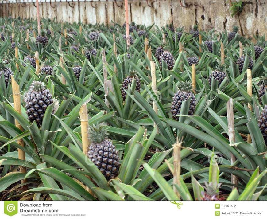 Place Azorean Pineapple Plantation