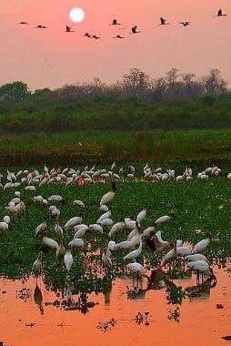 Lugar Pantanal