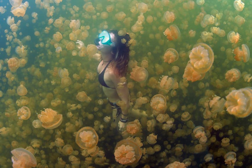 Lugar Jellyfish Lake