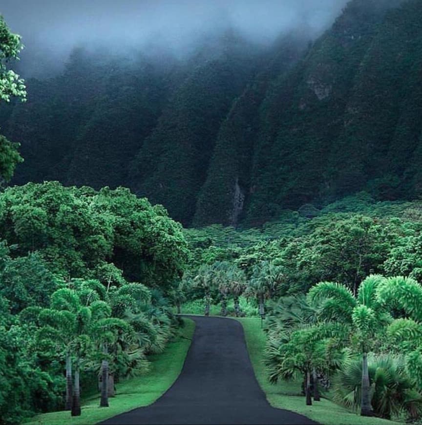 Lugar Koʻolau Mountains Watershed Partnership