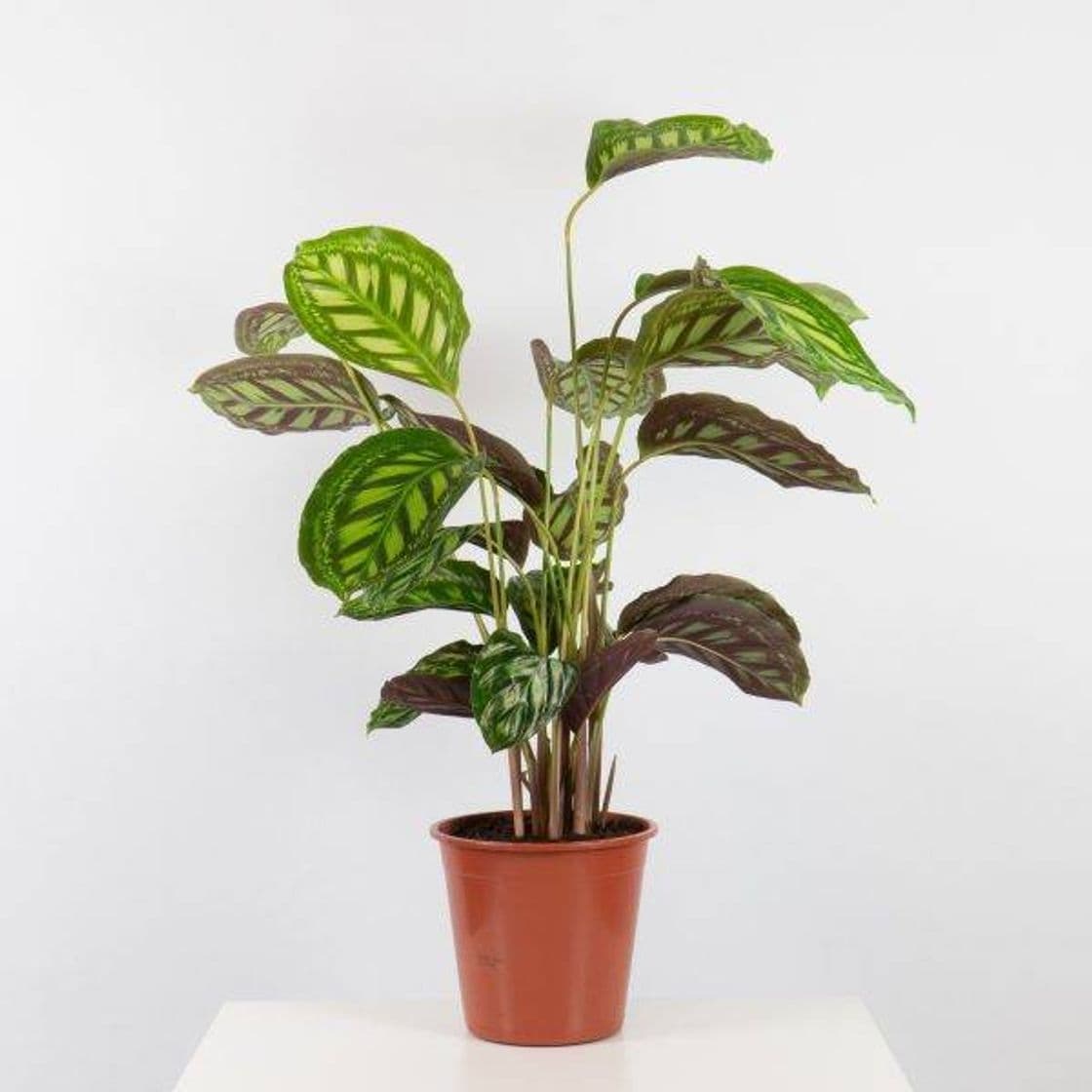 Producto Calathea Roseopicta