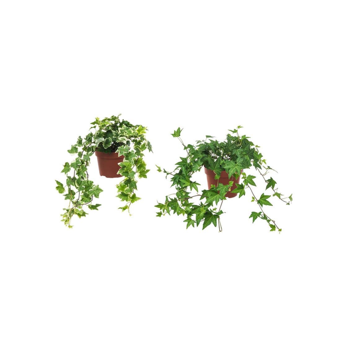 Producto HEDERA HELIX 13cm