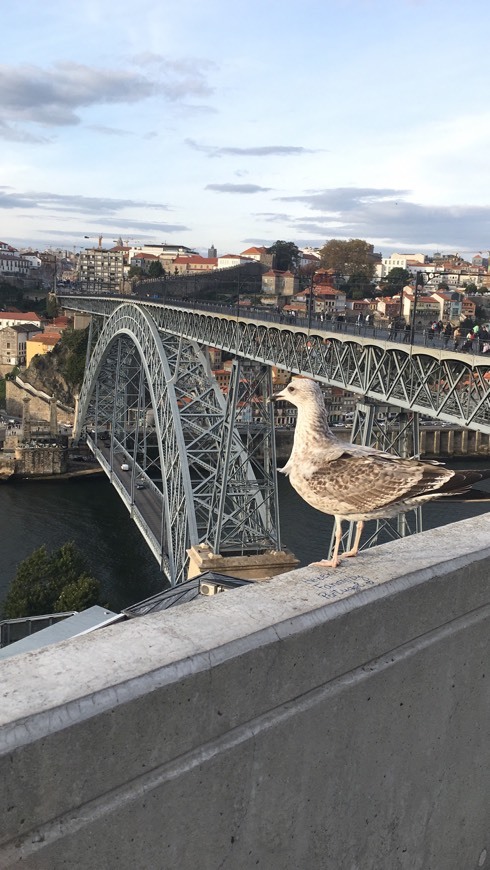 Lugar Puente Don Luis I