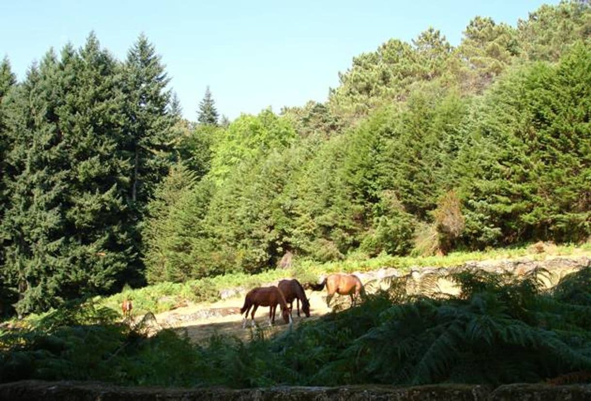 Lugar Parque de campismo da travanca