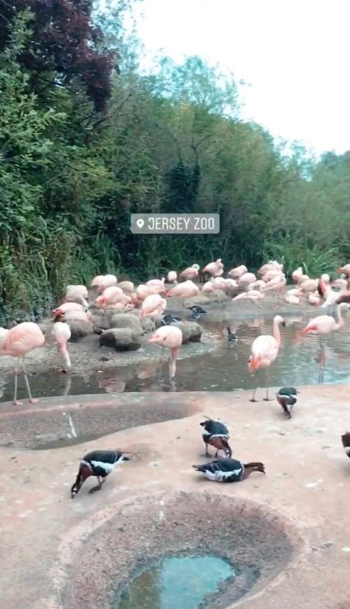 Lugar Jersey Zoo