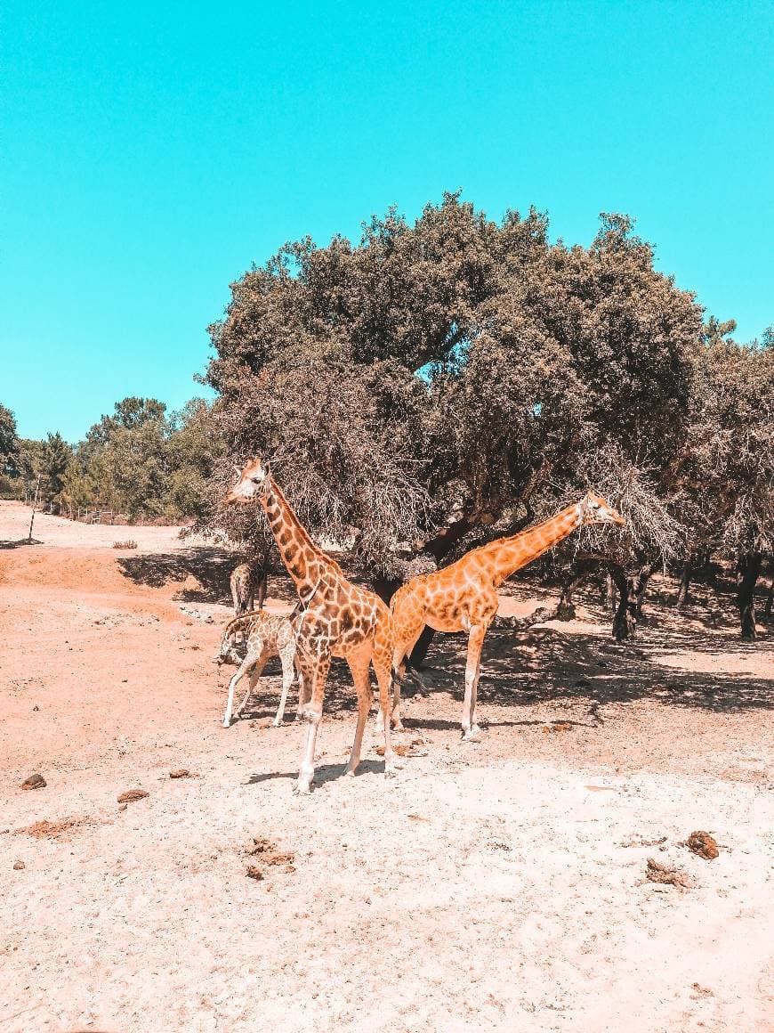 Place Badoca safari park