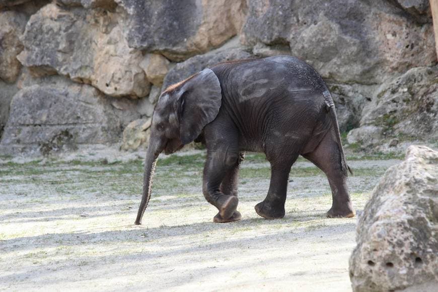 Lugar Schönbrunn Zoo