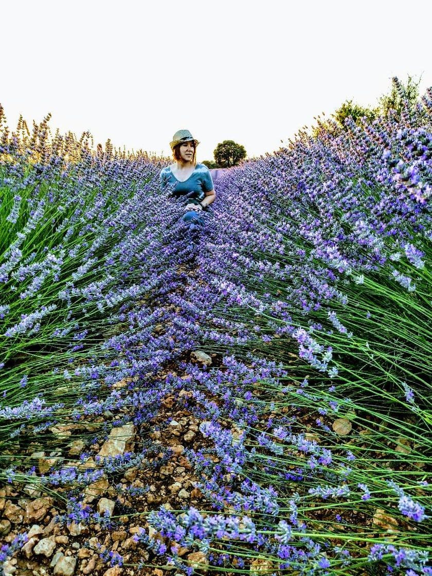 Lugar Campos De Lavanda