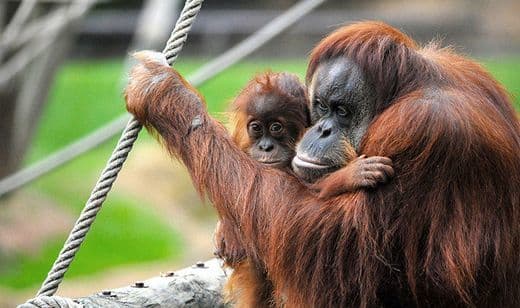 Lugar Jardim Zoológico de Lisboa