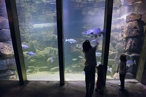 Lugar Galway Atlantaquaria, National Aquarium of Ireland