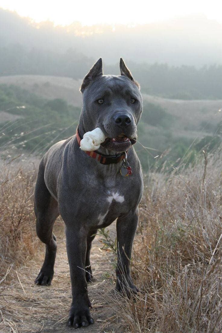 Moda Cane corso