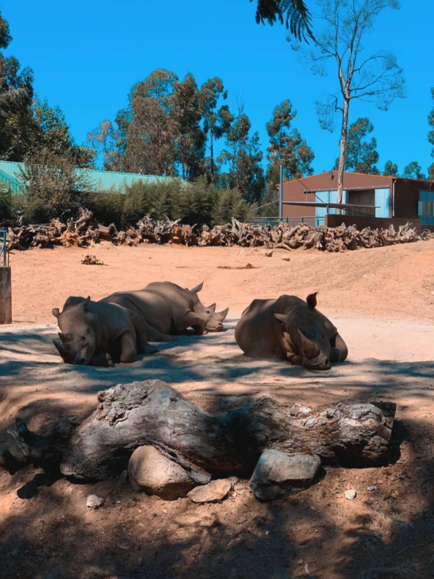 Lugar ZOO Santo Inácio