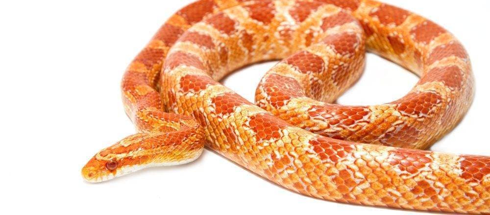 Fashion Cobra do milho / Corn Snake