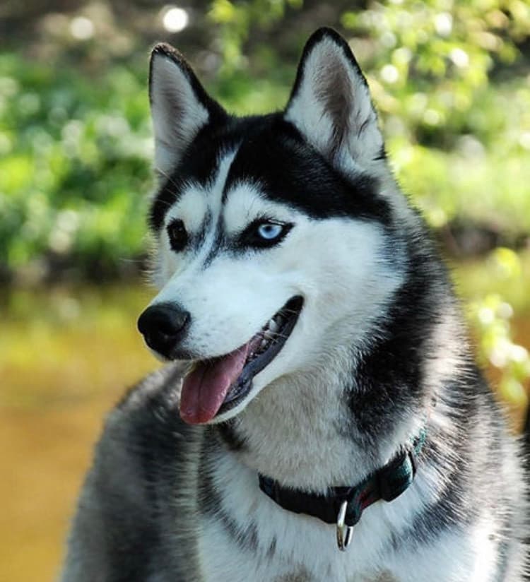 Fashion Husky siberiano