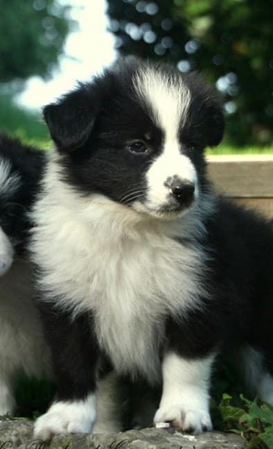 Fashion Border Collie