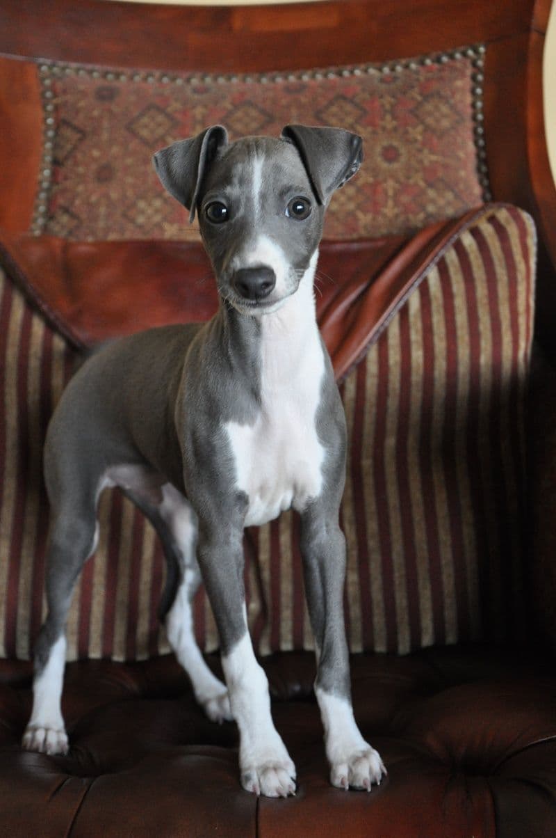 Fashion Galgo italiano puppy 