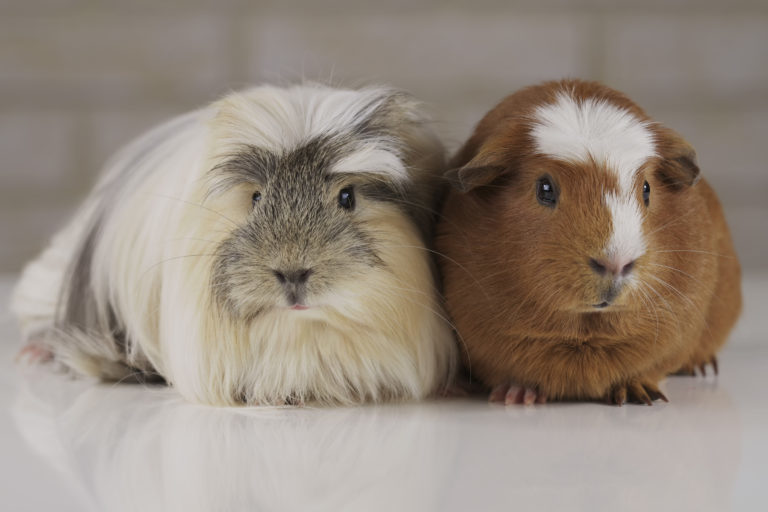 Fashion Guinea pig