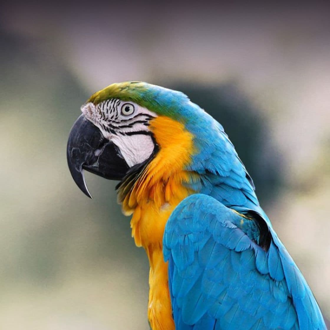 Fashion Macaw parrot