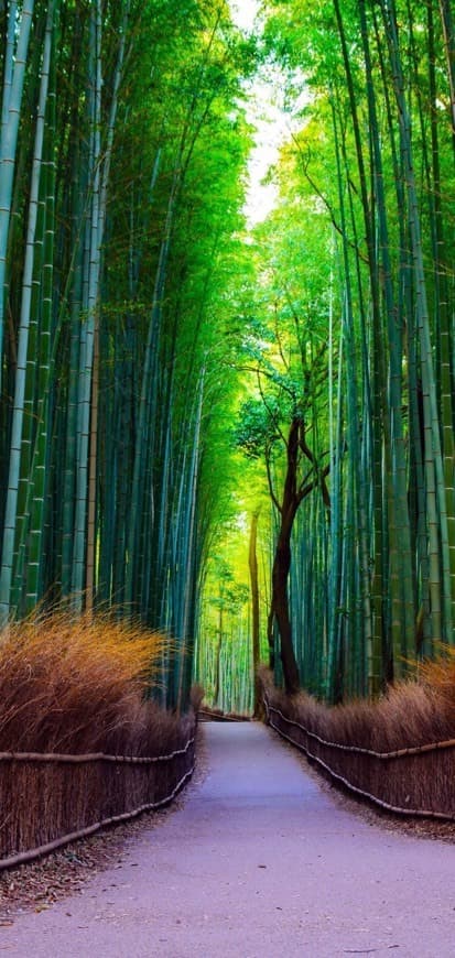 Place Bamboo Forest