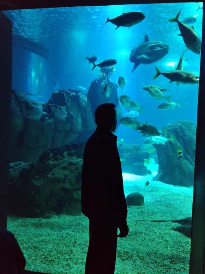 Place Oceanário de Lisboa