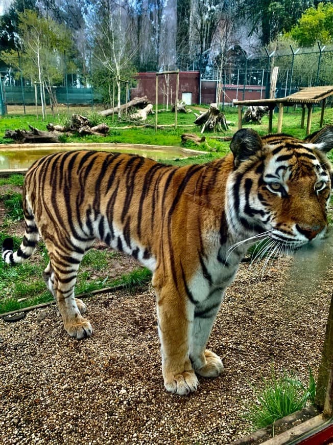 Place ZOO Santo Inácio