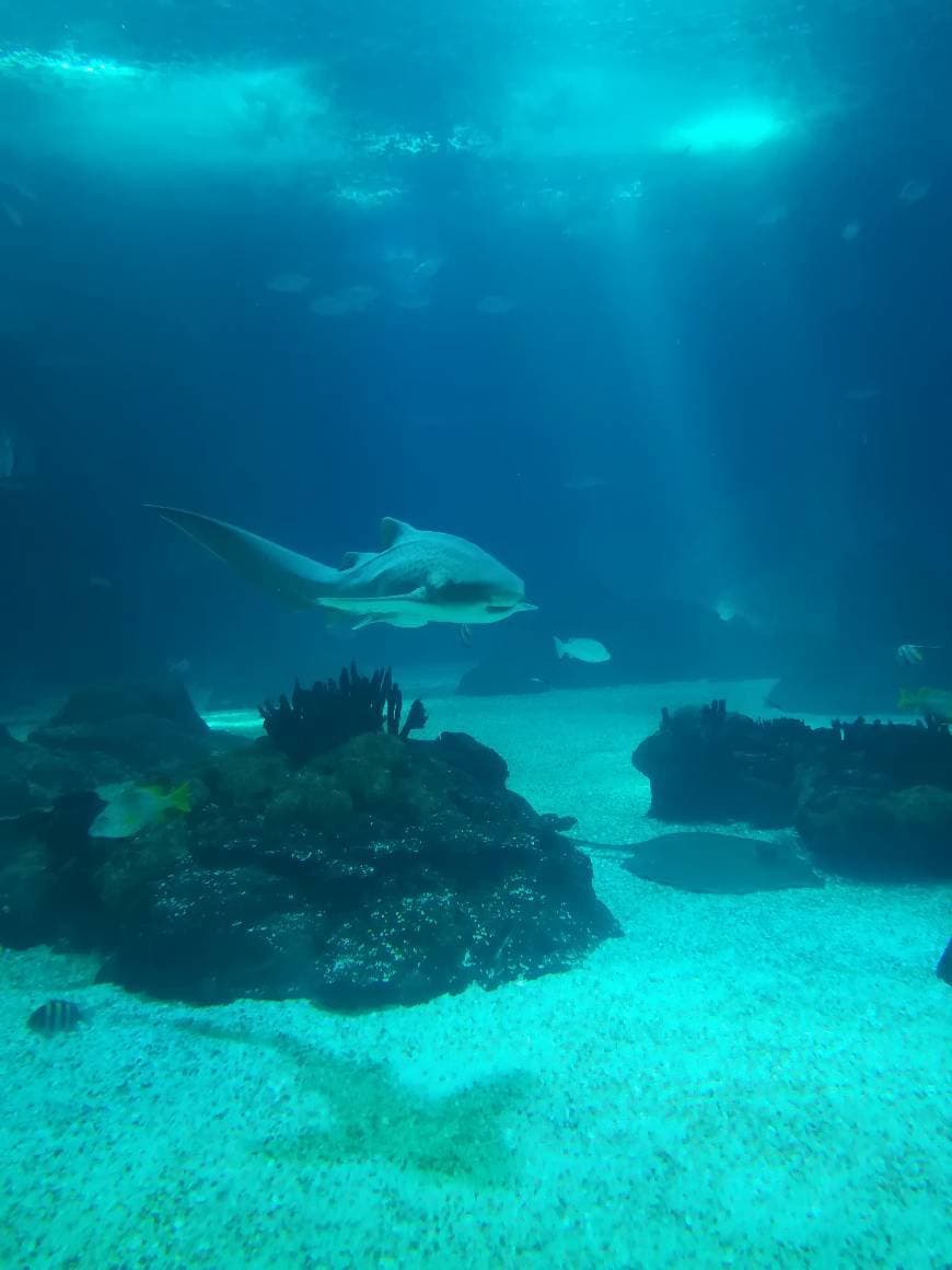 Lugar Oceanário de Lisboa