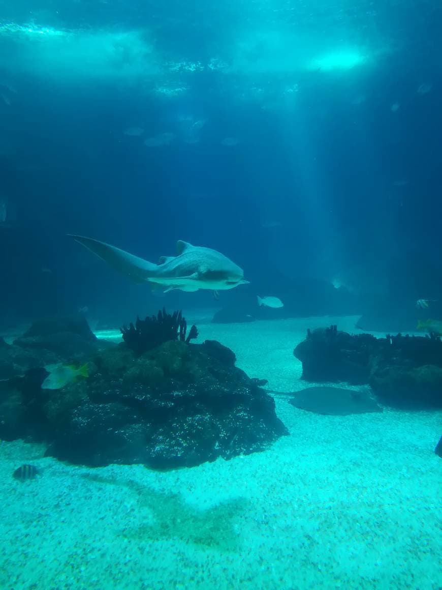 Place Oceanário de Lisboa