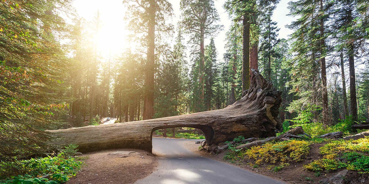 Lugar Sequoia National Park