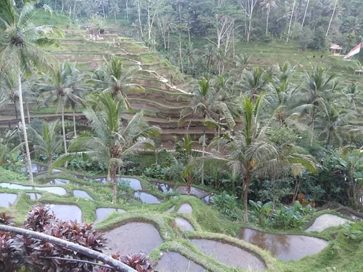 Place Ubud