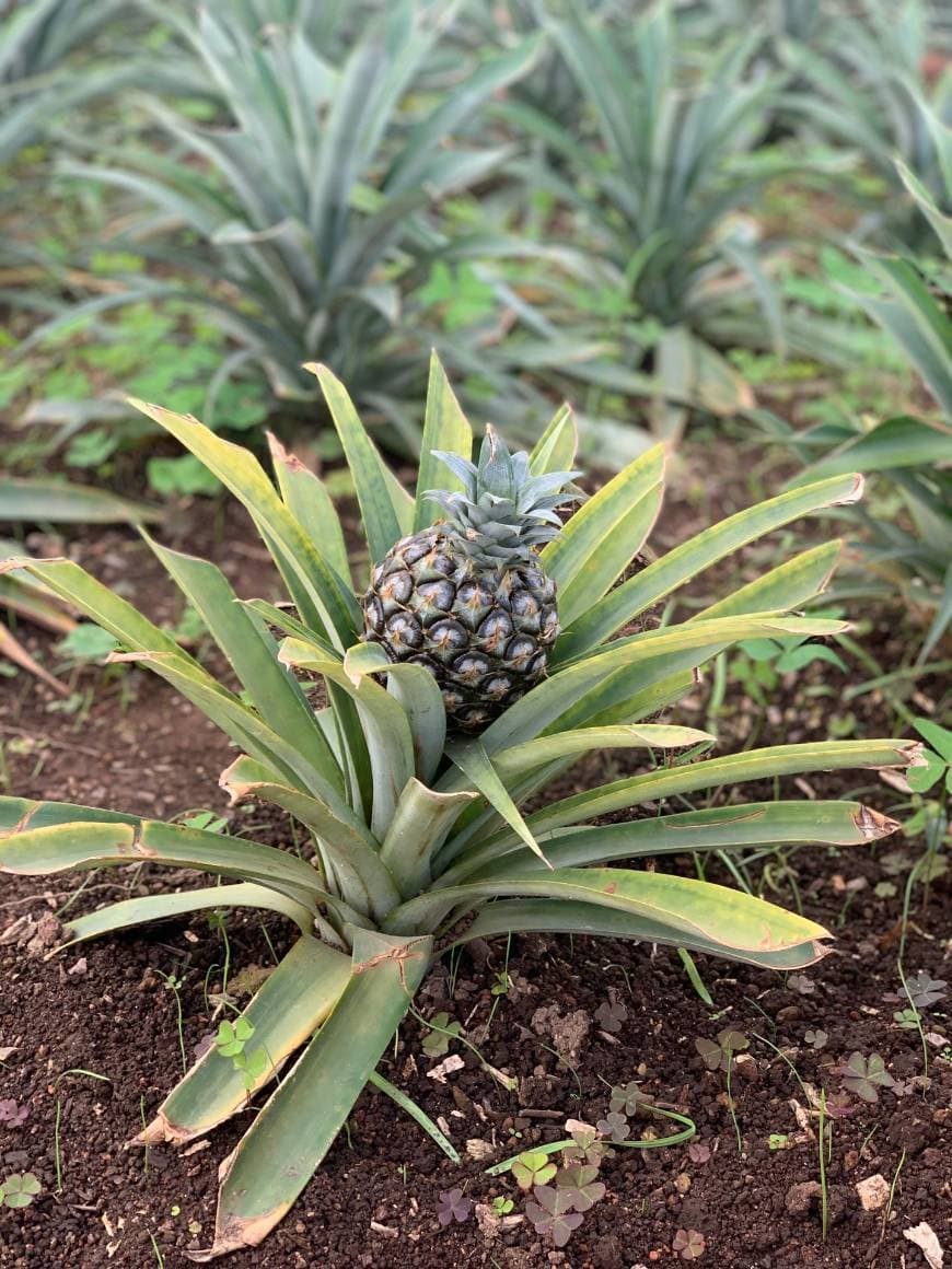 Lugar Plantação de Ananás dos Açores