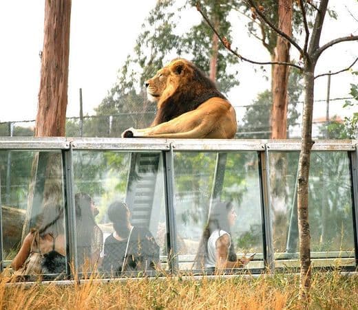 Lugar ZOO Santo Inácio