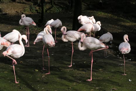 Lugar Zoo Lourosa - Ornithological Park Lourosa