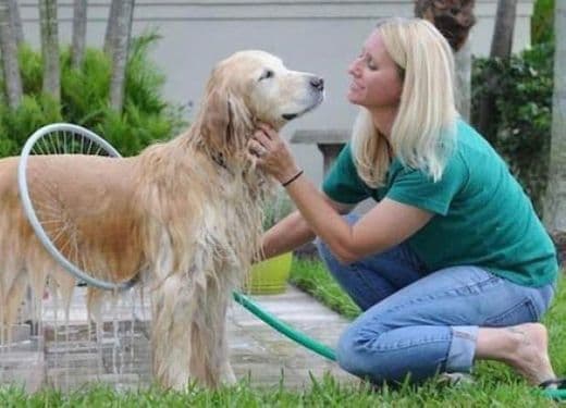 Moda Ducha para cães