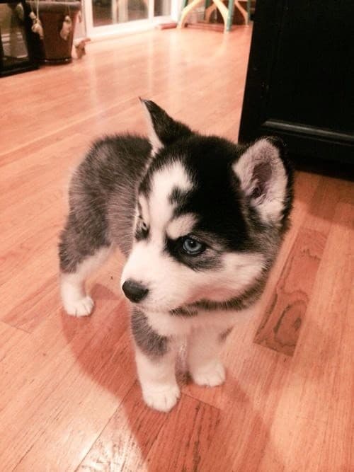 Moda Baby Husky Siberiano 