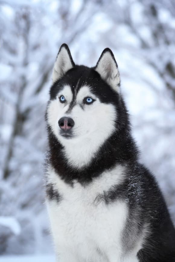 Moda Husky Siberiano 