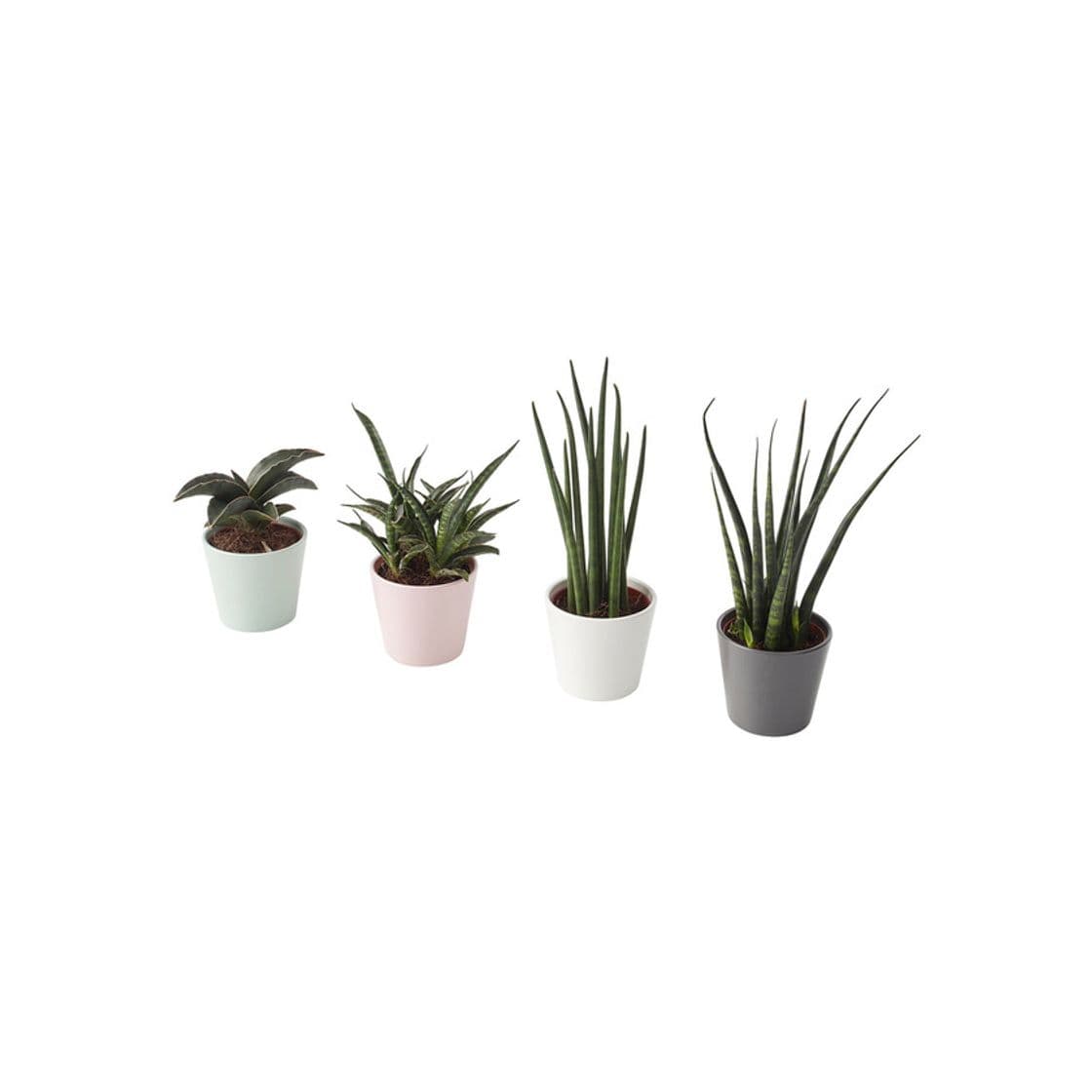 Product SANSEVIERIA IKEA