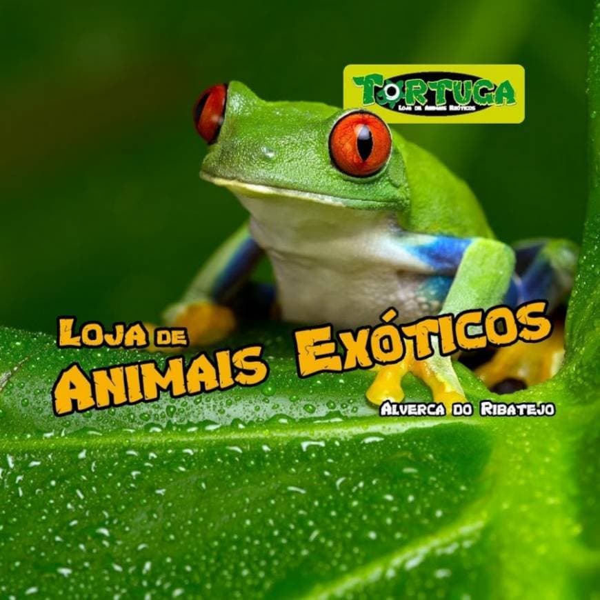 Lugar Tortuga Petshop - Animais Exóticos