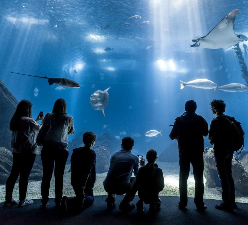 Lugar Oceanario de Lisboa