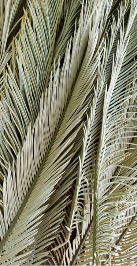 Moda Palm leaves 