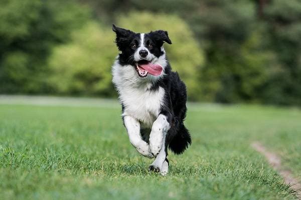 Fashion Border collie