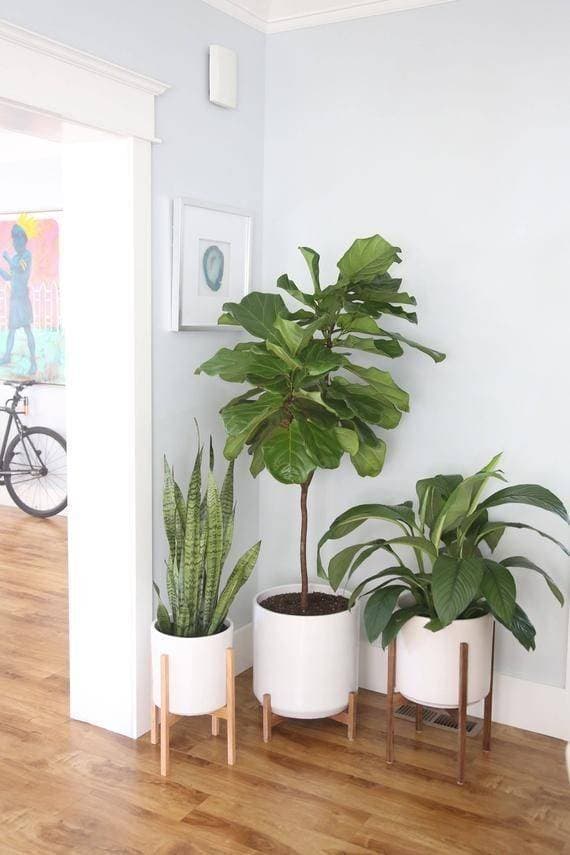 Moda Home plants