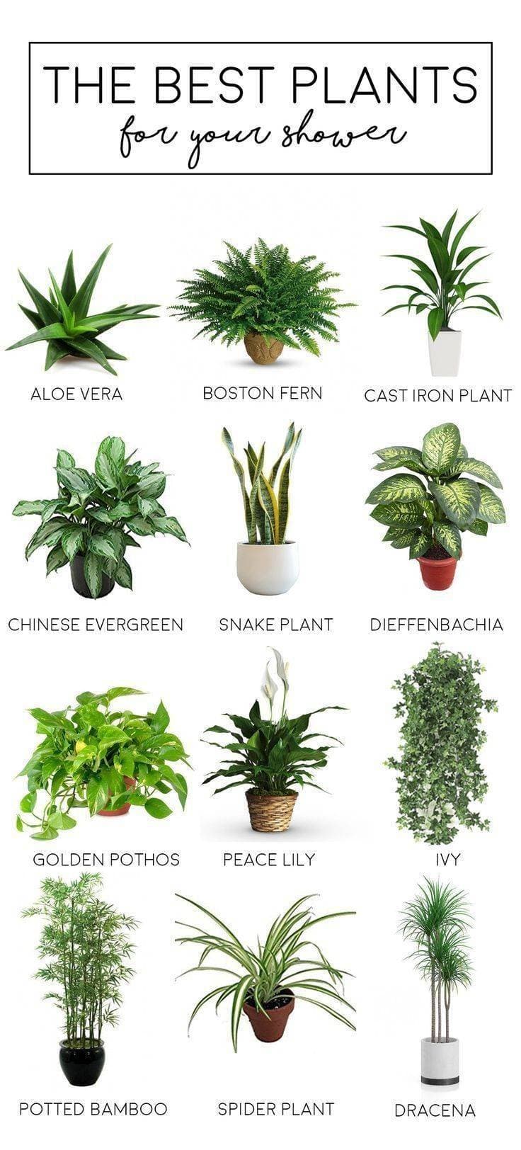 Moda Shower plants