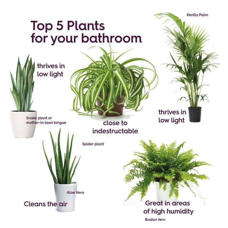 Moda Bathroom plants