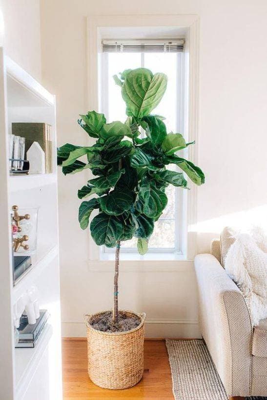 Moda Best indoor plants