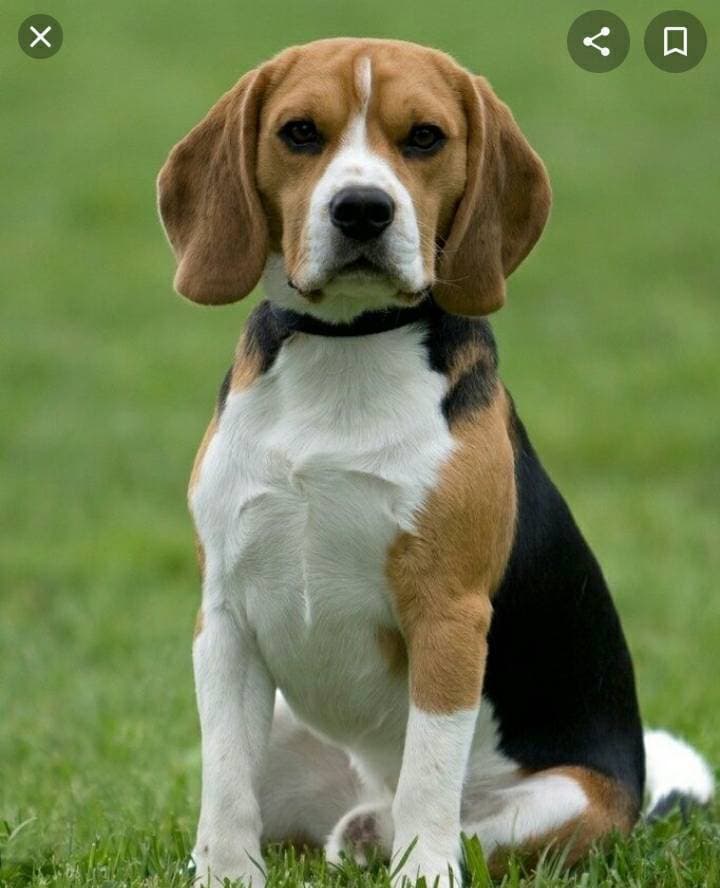 Moda Raça Beagle