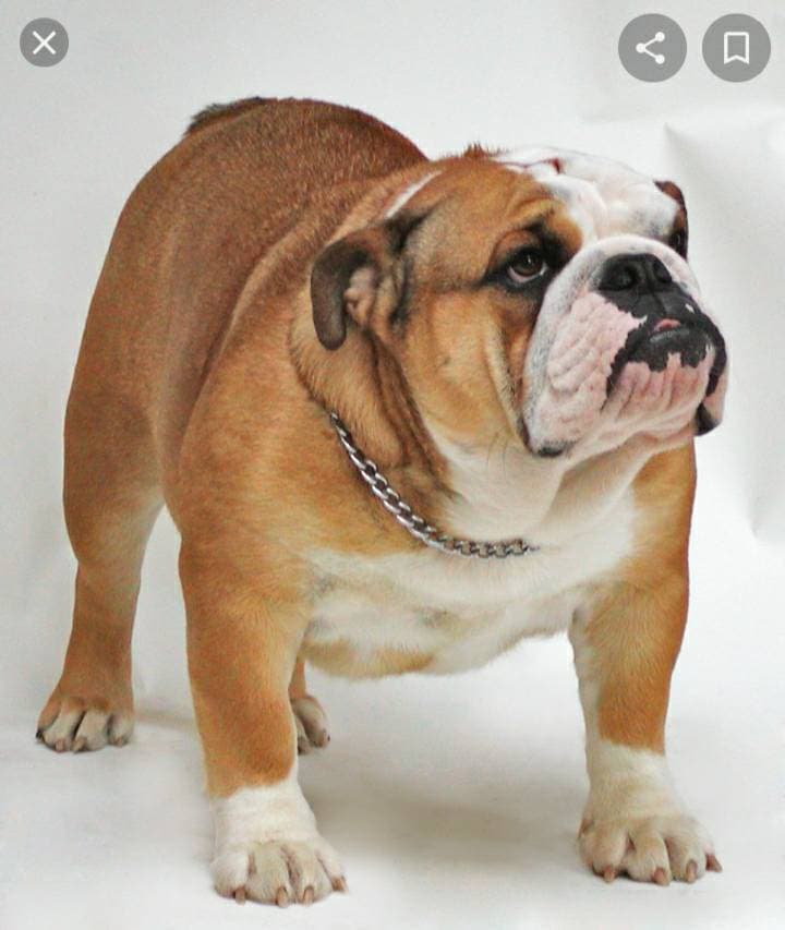 Moda Raça Bulldog Inglês 