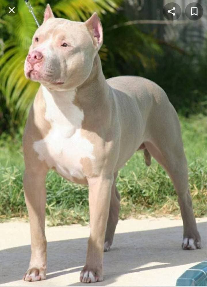 Moda Raça American pit bull terrier