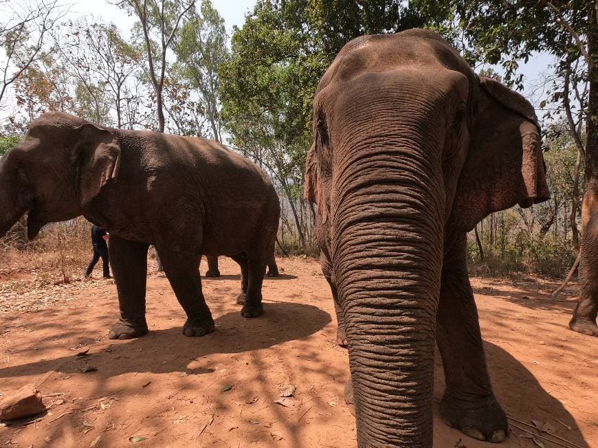 Lugar Elephant Nature Park